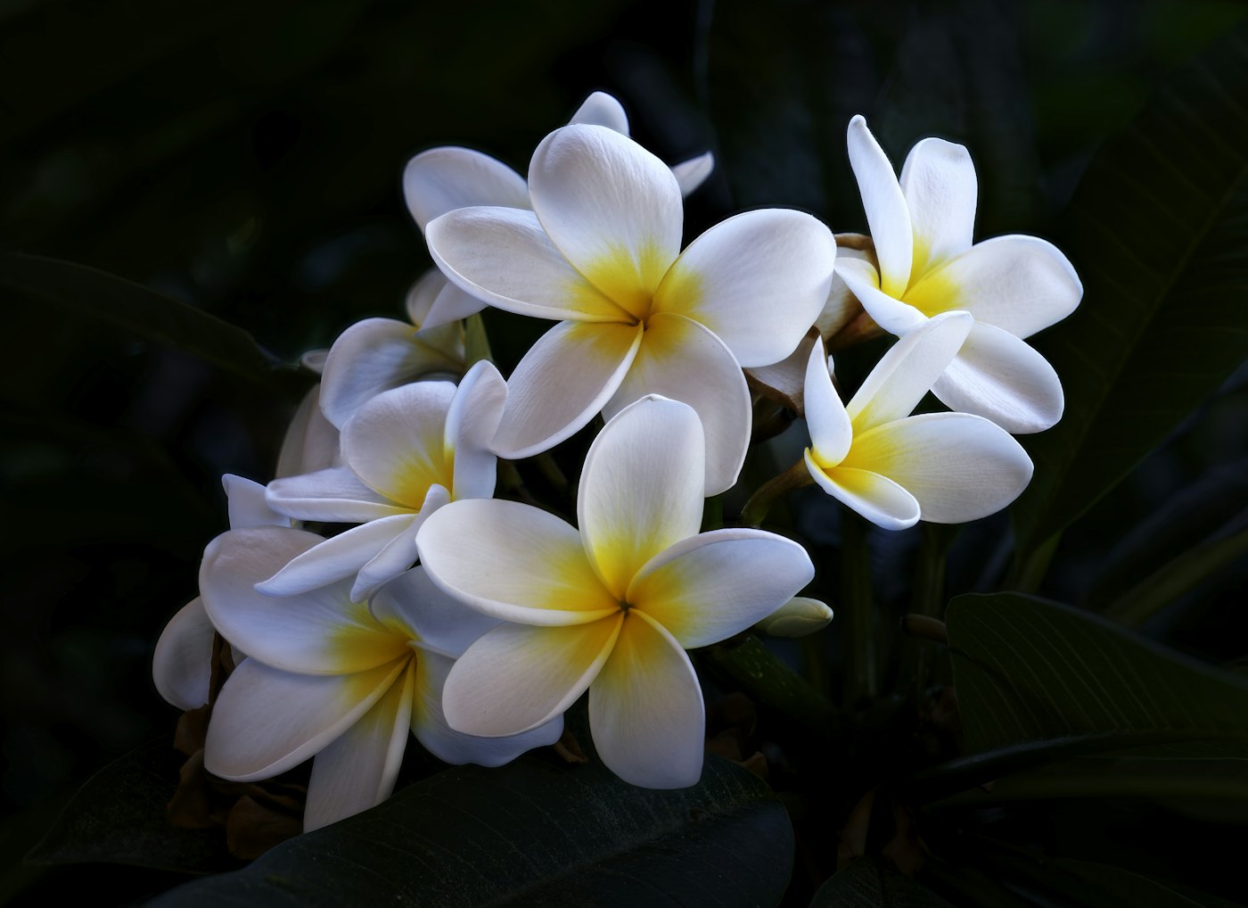 Plumeria flowers